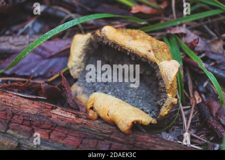 A rotten Scleroderma citrinum mushroom (Common Earthball) Stock Photo