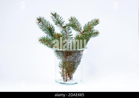 A branch of spruce in a glass vase. Minimalistic Christmas composition. Stock Photo