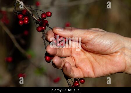 Female hand picking red hawthorn berries, also called Crataegus, quickthorn or thornapple Stock Photo