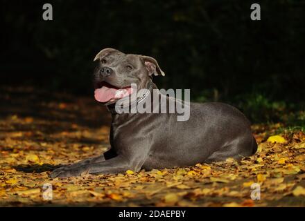 Happy English Staffordshire Bull Terrier with Tongue Out Lies Down on Colorful Fallen Leaves during Autumn. Smiling Blue Staffy Enjoys Day in Nature. Stock Photo
