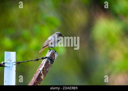 Black redstart on the fence. Bird sitting on the fence Stock Photo