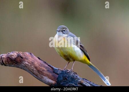 A grey wagtail at a pond in mid Wales. Stock Photo