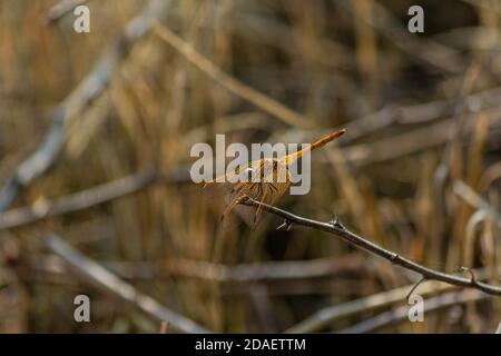 dragonfly in the forest sitting on a stem of dry plant Stock Photo