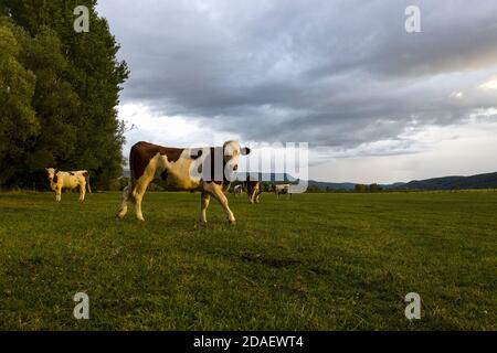 cow walking and looking at the camera during a beautiful sunset in a field Stock Photo