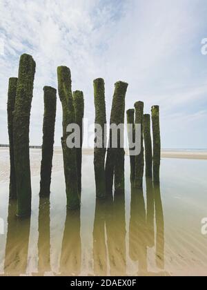 water breakers covered by green seaweed on the beach of the coast at the french Opal cost in France. the beach poles reflecting in water. Stock Photo