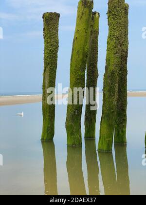 Seagull floating on water and water breakers covered by green seaweed on the beach of the coast at the french Opal cost in France. the beach poles ref Stock Photo