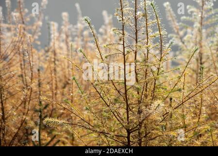 Young larch trees with autumn colour covered in morning dew. Stock Photo