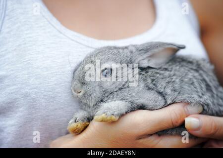 A small fluffy bunny sits on a woman's hands Stock Photo