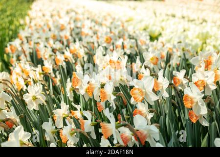 Flower bed of beautiful white daffodils. Beautiful spring tulips flowers in park. Sunny day - Image Stock Photo