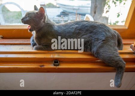 Grey cat is lying comfortable inside of a wooden windowsill on a sunny day. One leg is hanging over the board and the cat is yawning. Stock Photo