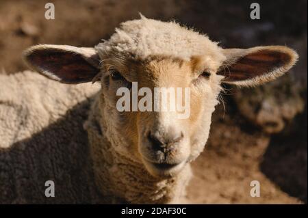 sheep face Stock Photo