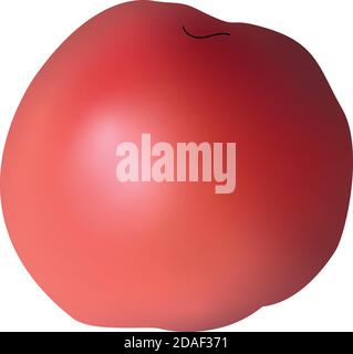 3d Vector illustration of red big fresh tomato isolated on white background. Stock Vector