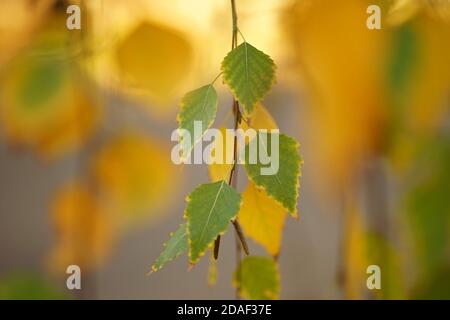 green and yellow birch tree leaves on the branches in autumn park Stock Photo