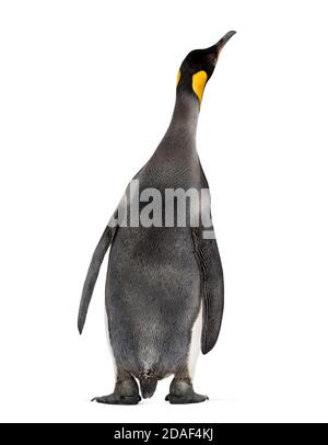 Back view on a King penguin, looking up Stock Photo