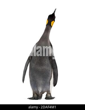 Back view on a King penguin, looking up Stock Photo