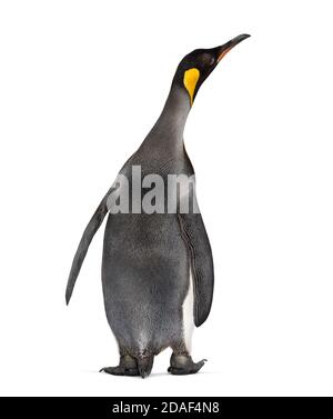 Back view on a King penguin, looking up Stock Photo