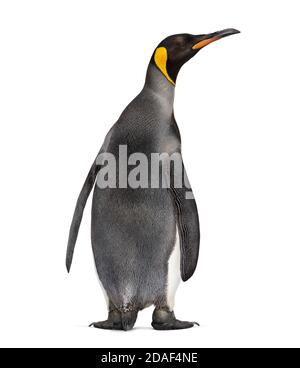 Back view on a King penguin, looking up Stock Photo