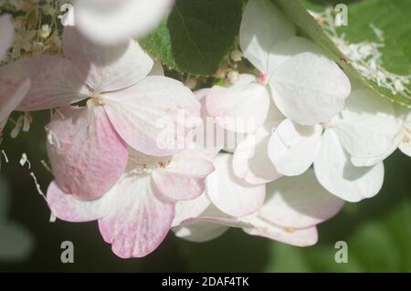 Bush blooming white hydrangea in the garden Stock Photo
