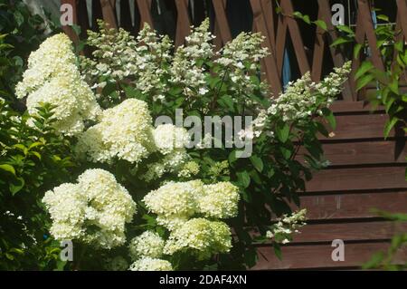 Bush blooming white hydrangea in the garden Stock Photo