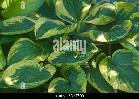 Hosta plant in a decorative formal garden Stock Photo - Alamy