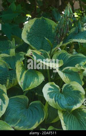 hosta plant in a decorative formal garden Stock Photo - Alamy