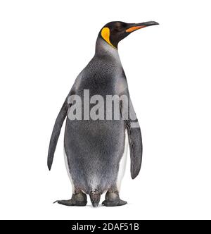 Back view of a King penguin looking away Stock Photo