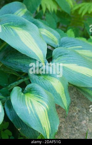 Hosta plant in a decorative formal garden Stock Photo - Alamy