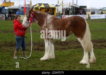 Ayr Agricultural Cattle Show, Ayrshire Scotland. Uk held at Ayr Racecourse. The annual show features livestock and competitions. A much anticipated annual event for the farming community to get together. The show alway closed with a display & procession of prize winning animals and beasts, including horses, cattle, goat,sheep with the final award of the Champion of Champions Stock Photo