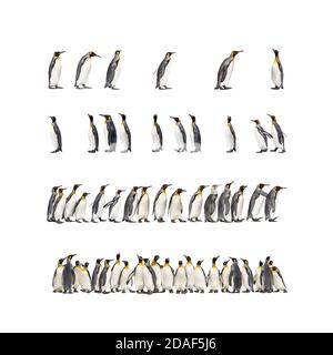 Colony of many king penguins together, isolated on white Stock Photo