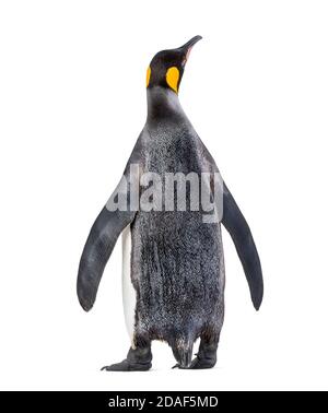 Back view of a King penguin looking up isolated Stock Photo