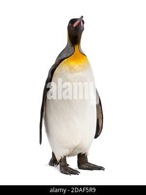 King penguin isolated on white Stock Photo