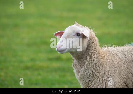 Close up of a young Friesland ewes in a field, Chipping, Preston, Lancashire, UK Stock Photo