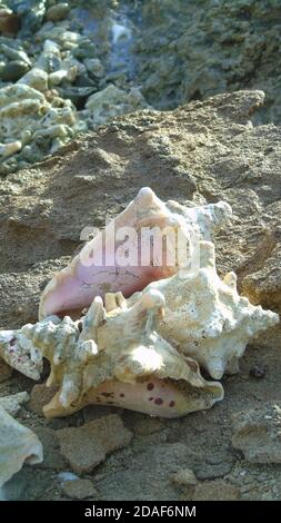 Pink and white conch shell on beach amongst shells and rocks. Antigua. Stock Photo