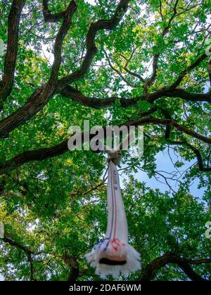Fire hoses on a tree branch as a swing - low angle view Stock Photo