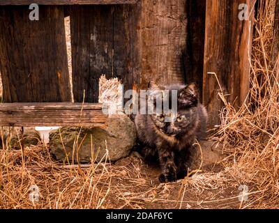 A cute kitten sits next to a hole in a fence Stock Photo