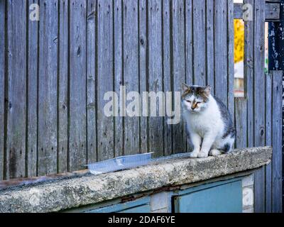 White-gray cat sitting on ledge near plastic food bowl. Coloring on the head gives the impression of an extremely sad face. Stock Photo