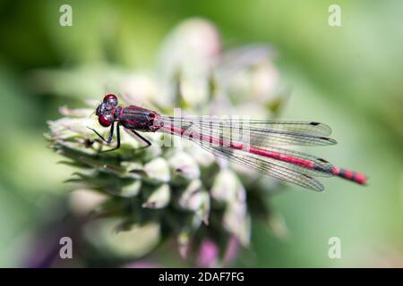 Red Damselfly Dragonfly on White Flower Stock Photo