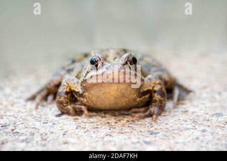 Mr Grumpy the Toad / Frog Stock Photo