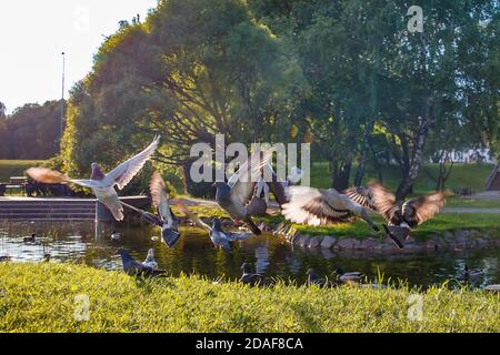 A flock of pigeons takes off in a city park. Stock Photo