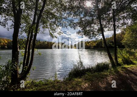 The Holzmaar lake in the Vulkaneifel almost completely surrounded by dense forest Stock Photo