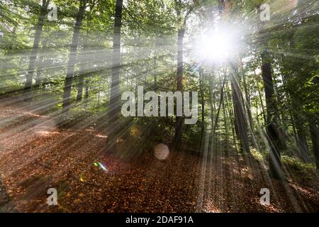 The Holzmaar lake in the Vulkaneifel almost completely surrounded by dense forest Stock Photo