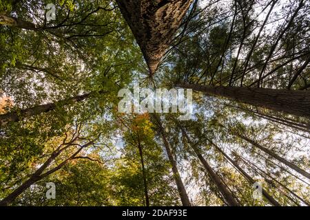 The Holzmaar lake in the Vulkaneifel almost completely surrounded by dense forest Stock Photo