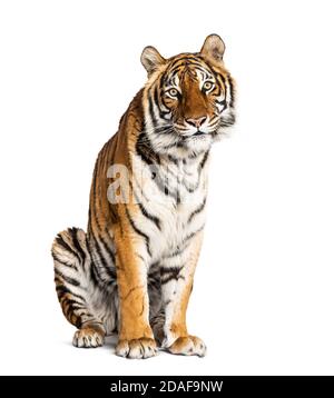 sitting Tiger isolated on white Stock Photo