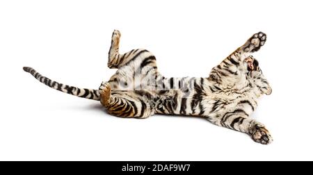 Tiger playing on its back, isolated on white Stock Photo