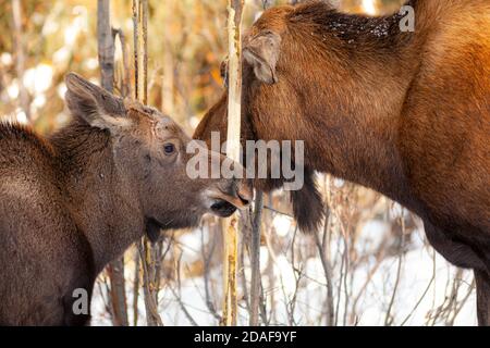 Cow and calf Moose Stock Photo