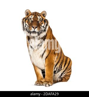 Tiger sitting staring at he camera, isolated on white Stock Photo