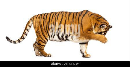 Side view, profile of a Tiger hiding his head behind his paw, isolated on white Stock Photo