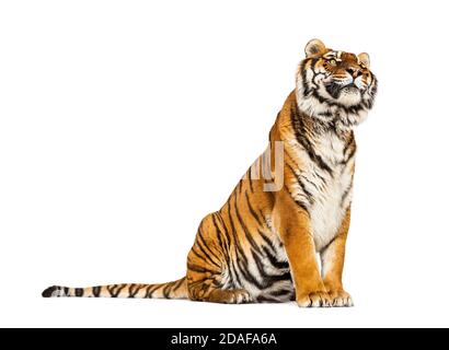 Tiger sitting, isolated on white Stock Photo - Alamy