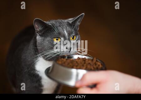 A man gives a metal bowl filled with dry food to a domestic gray hungry cat that wants to eat. Feeding your pet. Stock Photo