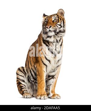 Tiger sitting, isolated on white Stock Photo